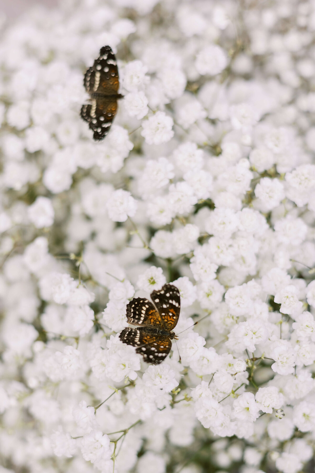 detail photos of butterflies landing on the baby's breath that lined the aisle at this southern california wedding