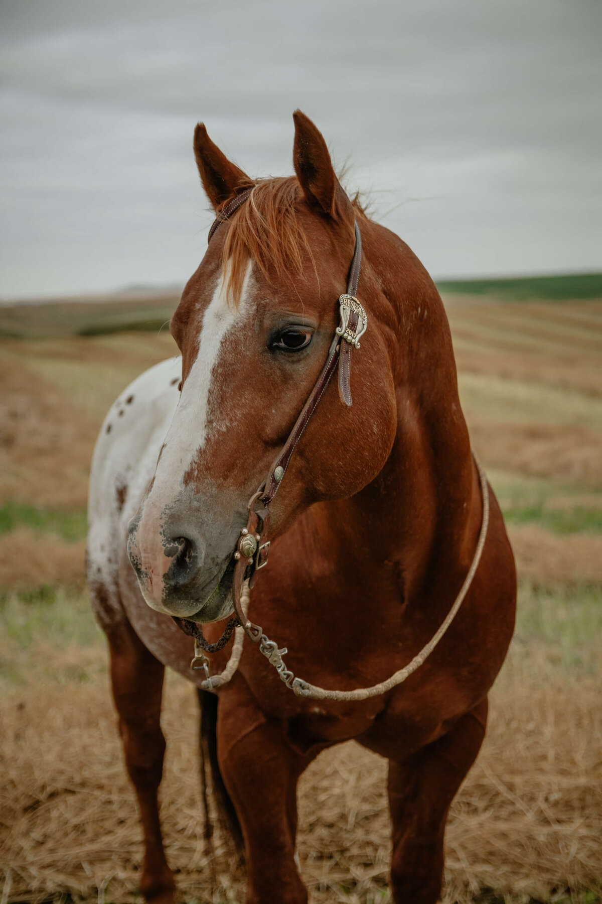 trochu-central-alberta-equine-portraits-western-lifestyle-photographer-0001