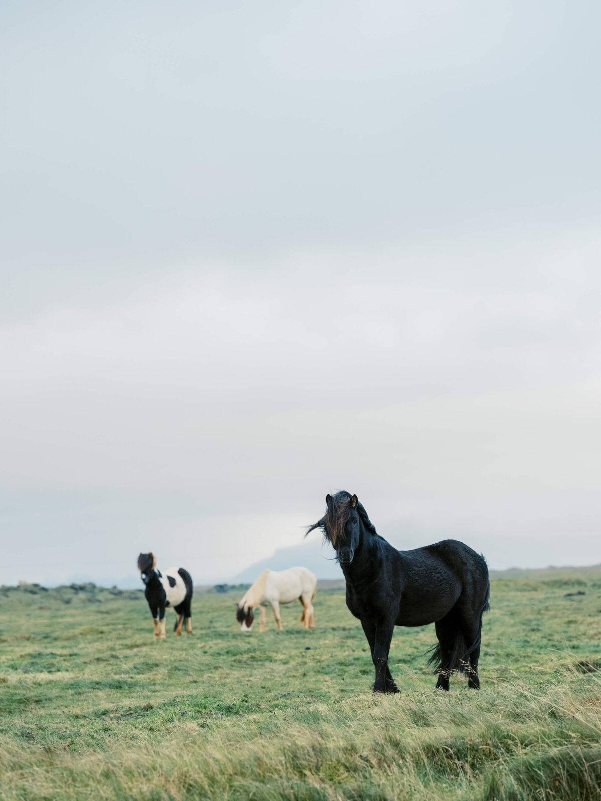 063-Iceland Fine Art Travel Photography Icelandic Horses