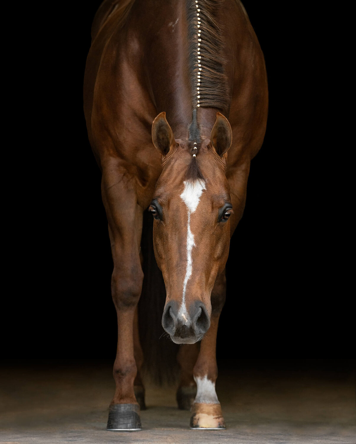 Chestnut Quarter Horse Mare while putting her head down captured on a black background style portrait. 
