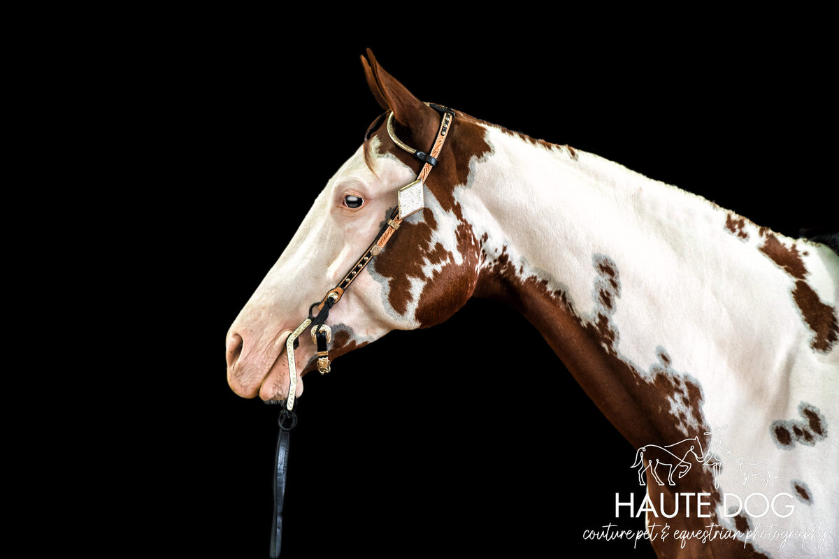 Side view headshot of a Paint horse wearing a western bridle on a black background.