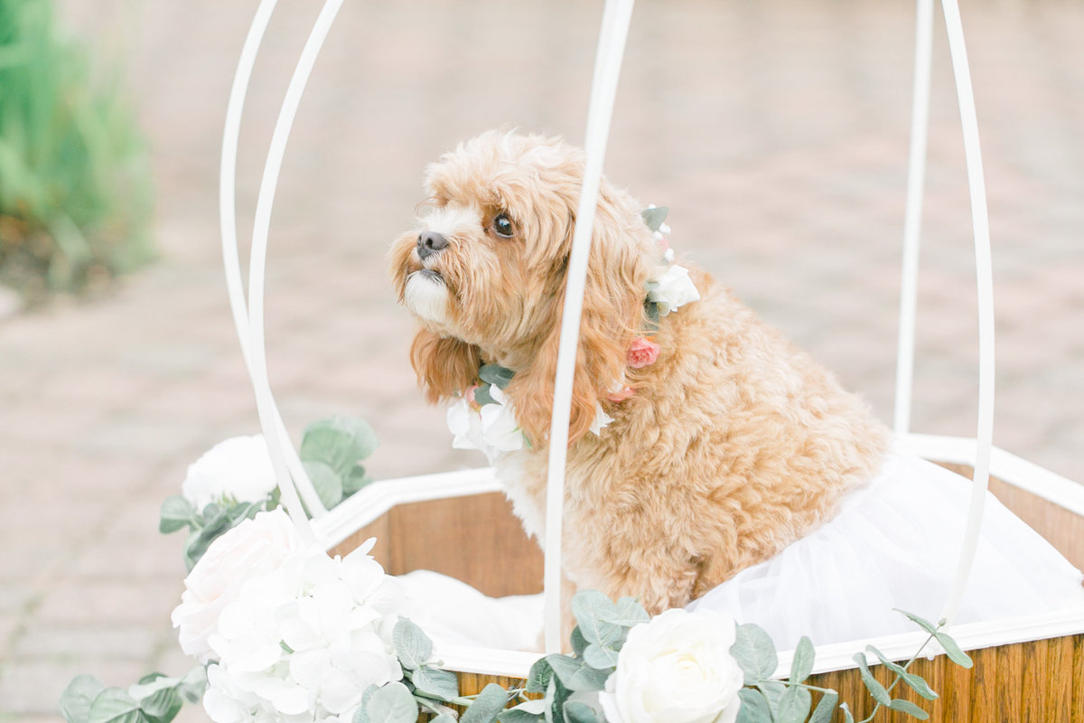 dog-photo-Wedding-Photographer-Jennifer-Lam