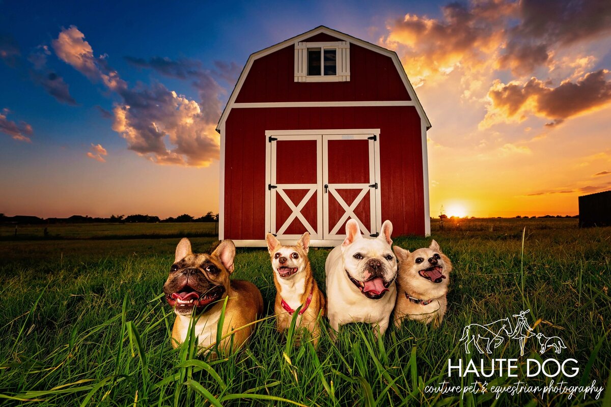 Two French Bulldogs and two Chihuahuas stand in a row in the green grass in front of a red barn at sunset.