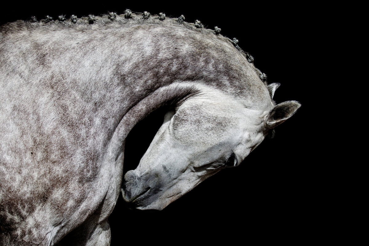 fine-art-thoroughbred-horse -photography-saratoga-ny 