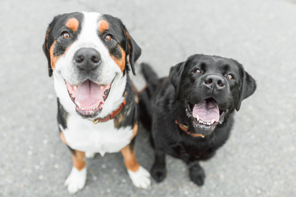 Black lab and Greater Swiss Mountain Dog sitting together