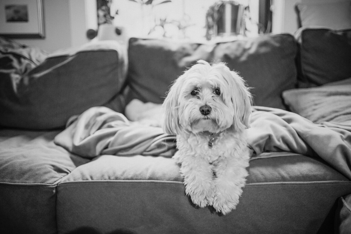 a small dog laying on a couch with it's paws hanging over the side.