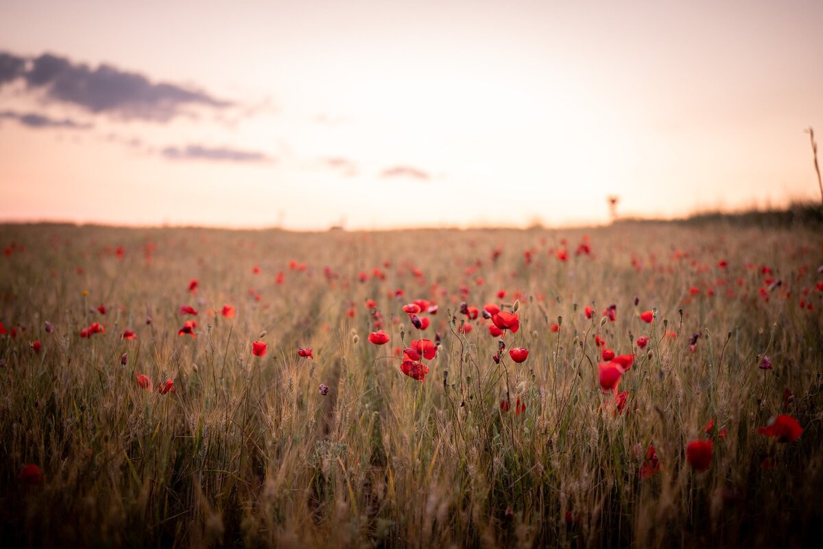 provence family shoot poppies lavenders