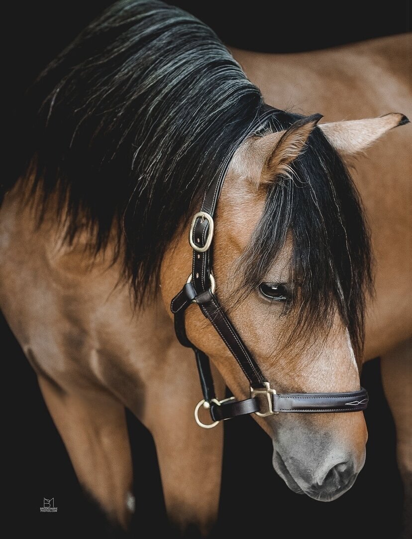 Buckskin Connnemara Pony Stallion