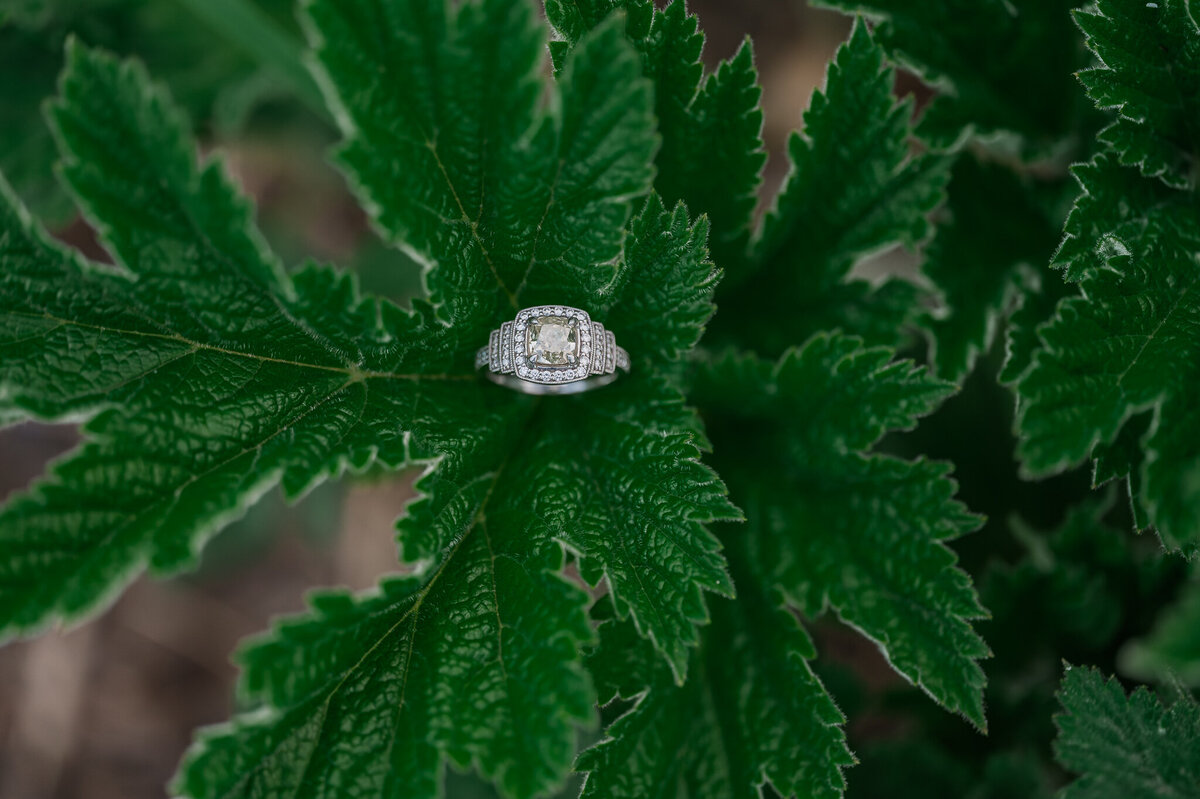 A yellow diamond engagement ring in green leaves by JoLynn Photography, a Raleigh wedding photographer
