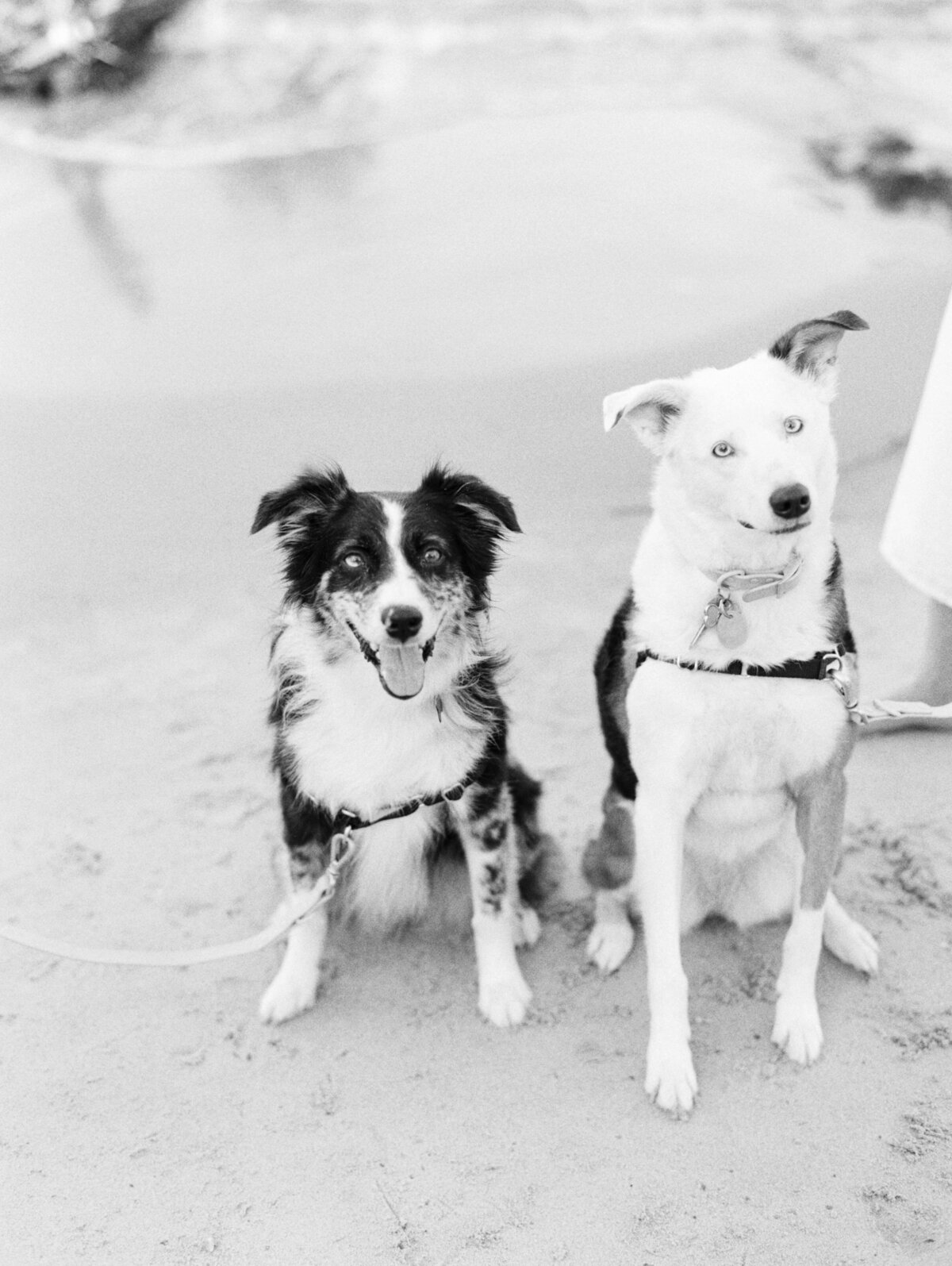 Black and white film photo of dogs on the beach. Bring your dog to your engagement session.
