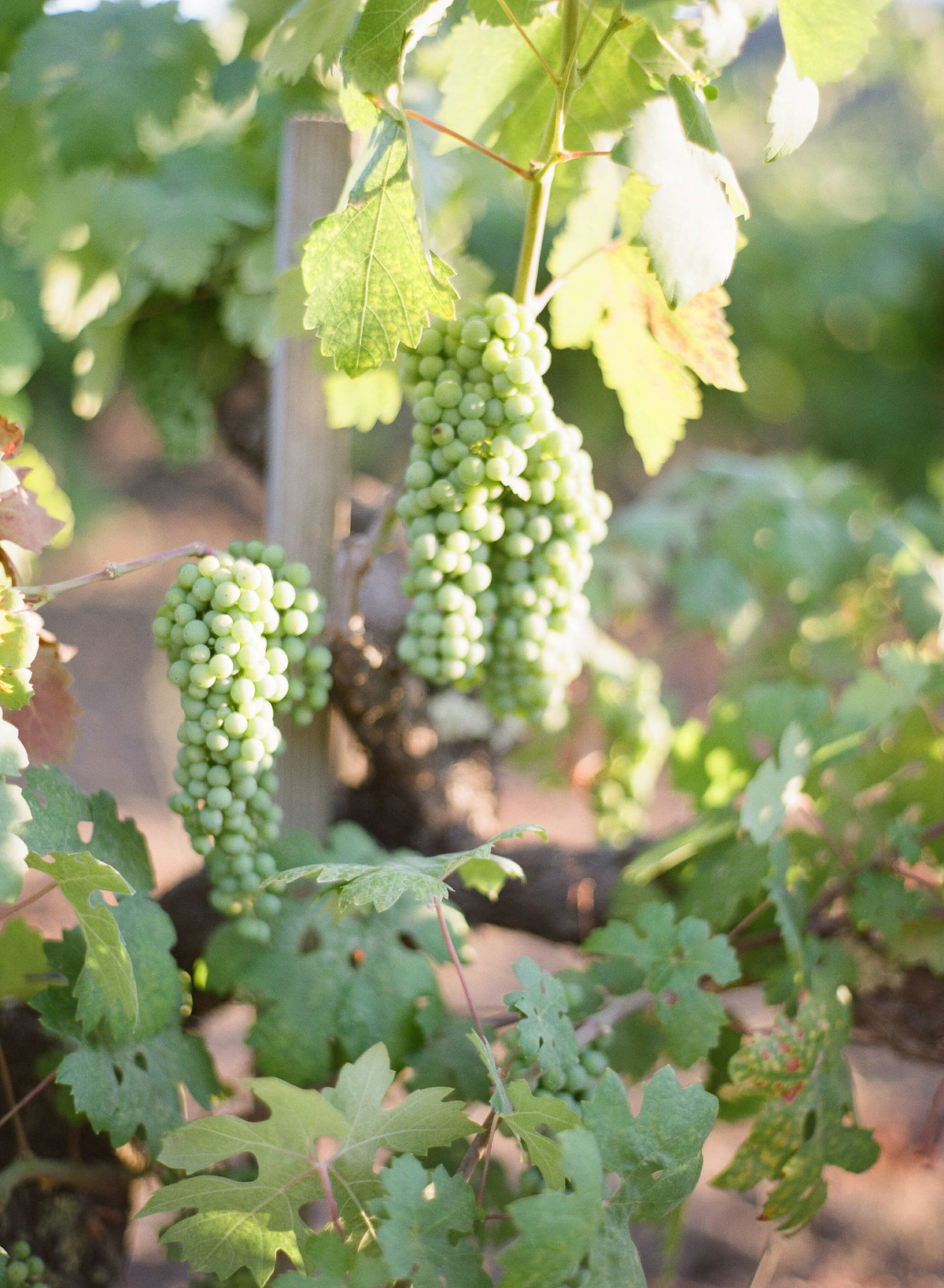 3-KTMerry-wedding-photography-wine-grapes-NapaValley