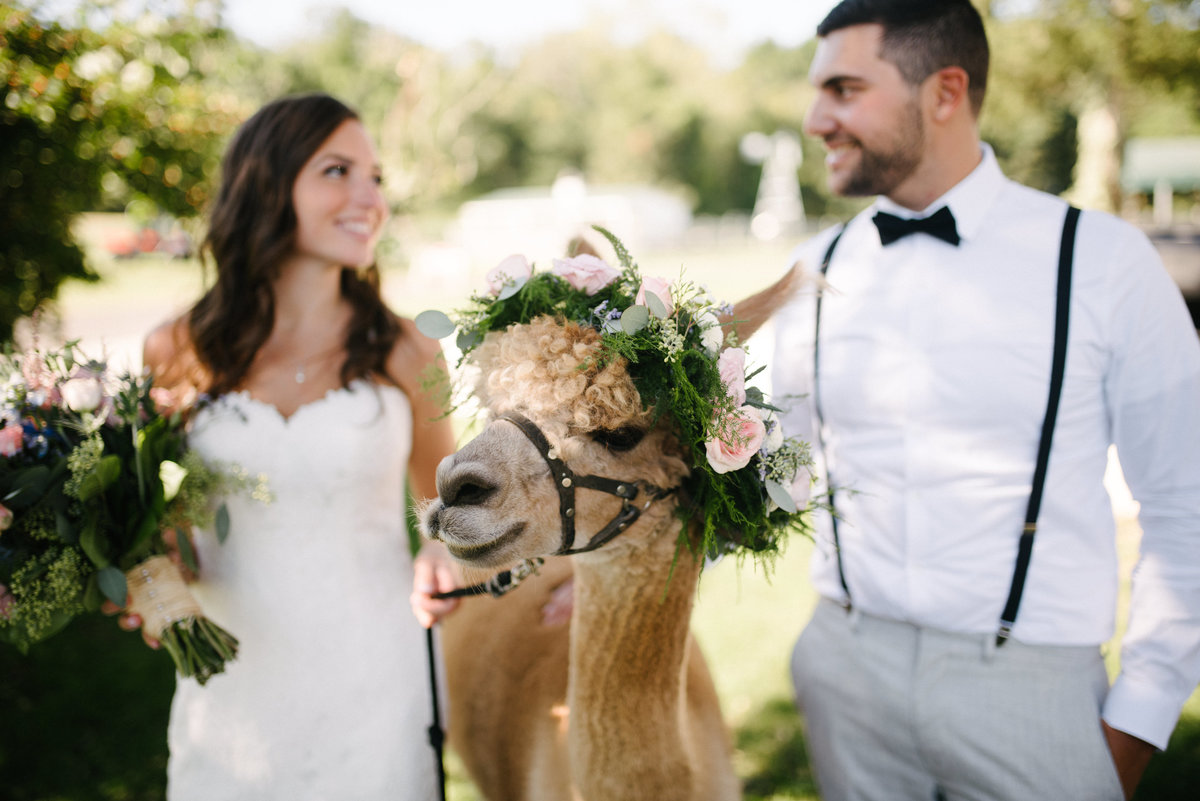 alpaca farm wedding nj