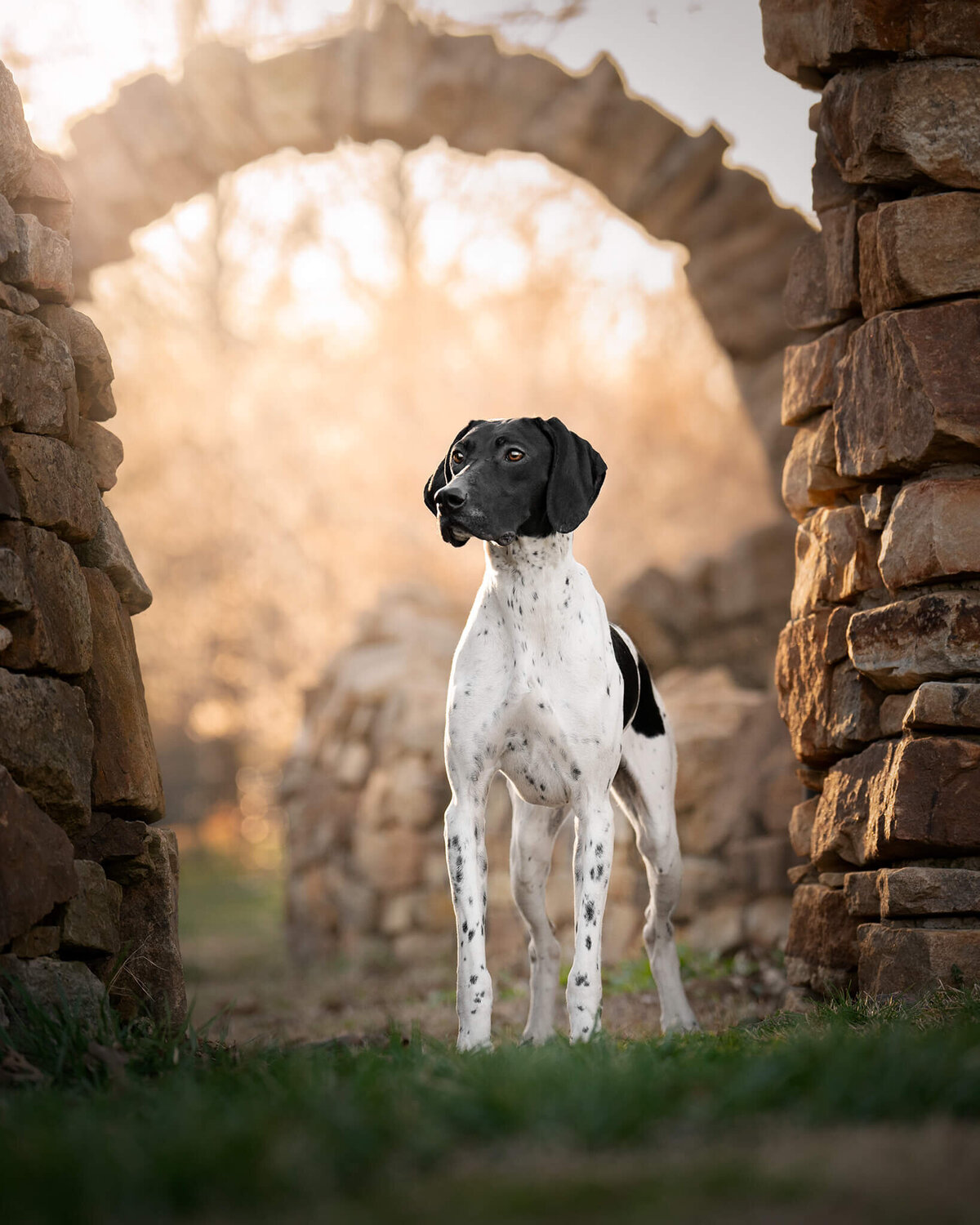 Black German Shorthair Pointer standing in a stone archway with beautiful golden hour lighting behind. 