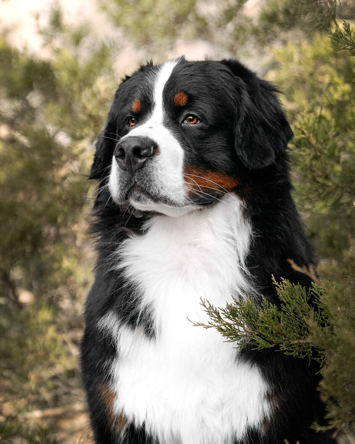 Bernese Mountain Dog headshot, nestled within pine tree branches. 
