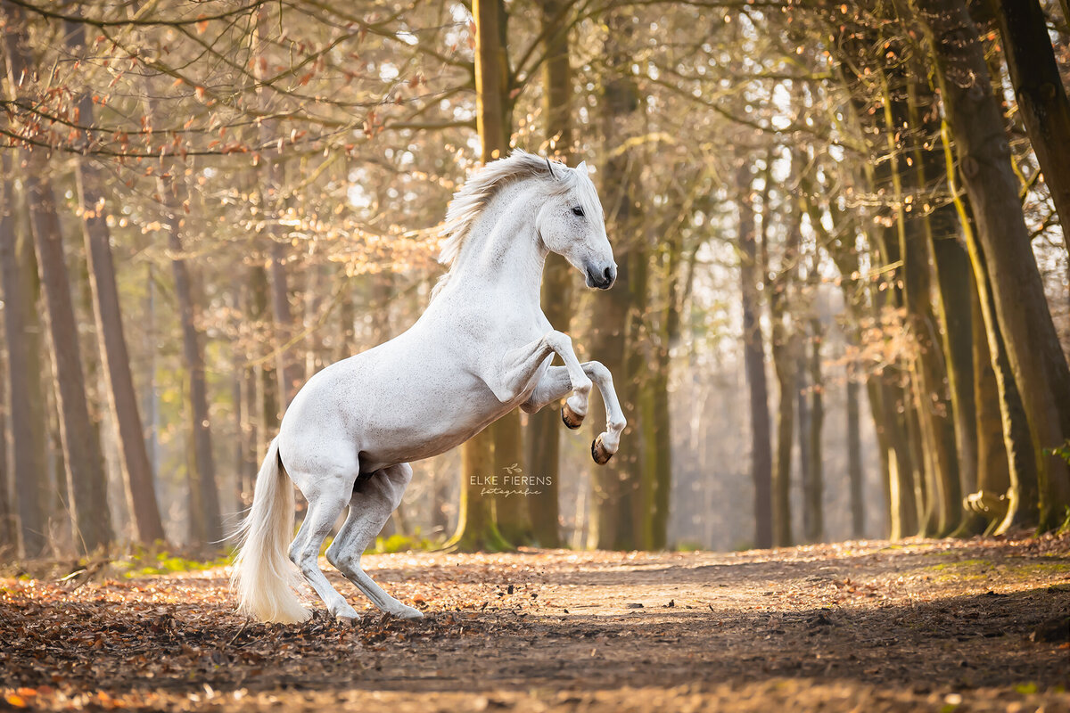 paardenfotograaf- steigeren - gouden uur - bos