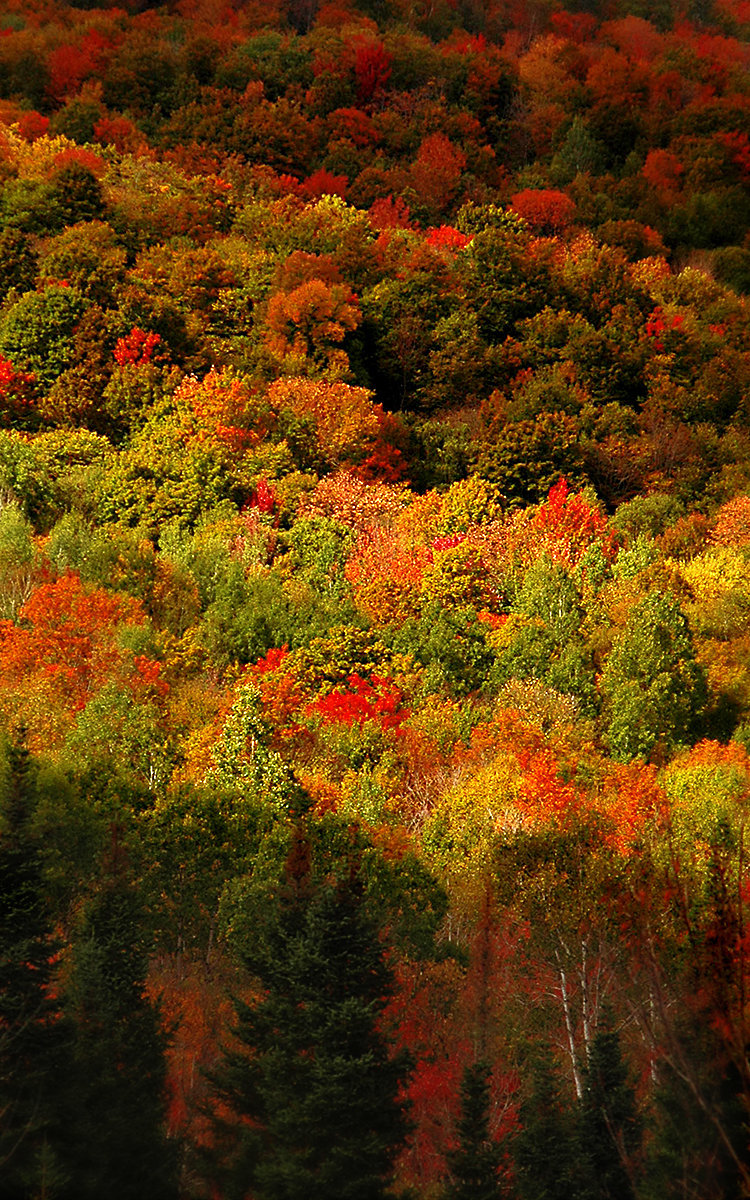 Maine - Fall Color 102 copy