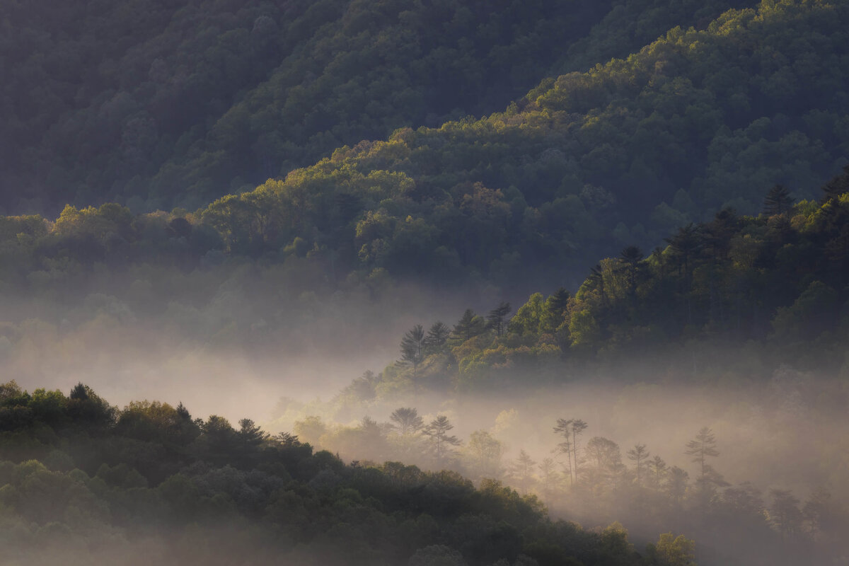 2022.04-Nature-TN-Smoky-Mountains-NP-Chrissy-Donadi-Landscape-Photography-Clear-Forest-Overlook-Spring-Fog-Sunrise