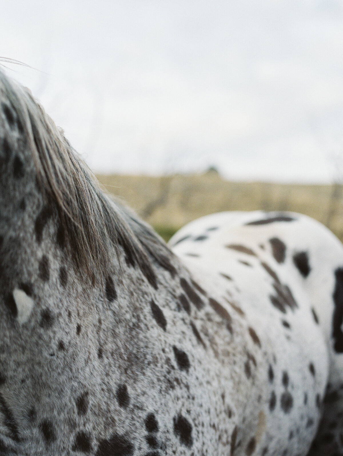 black-and-white-spotted-horse
