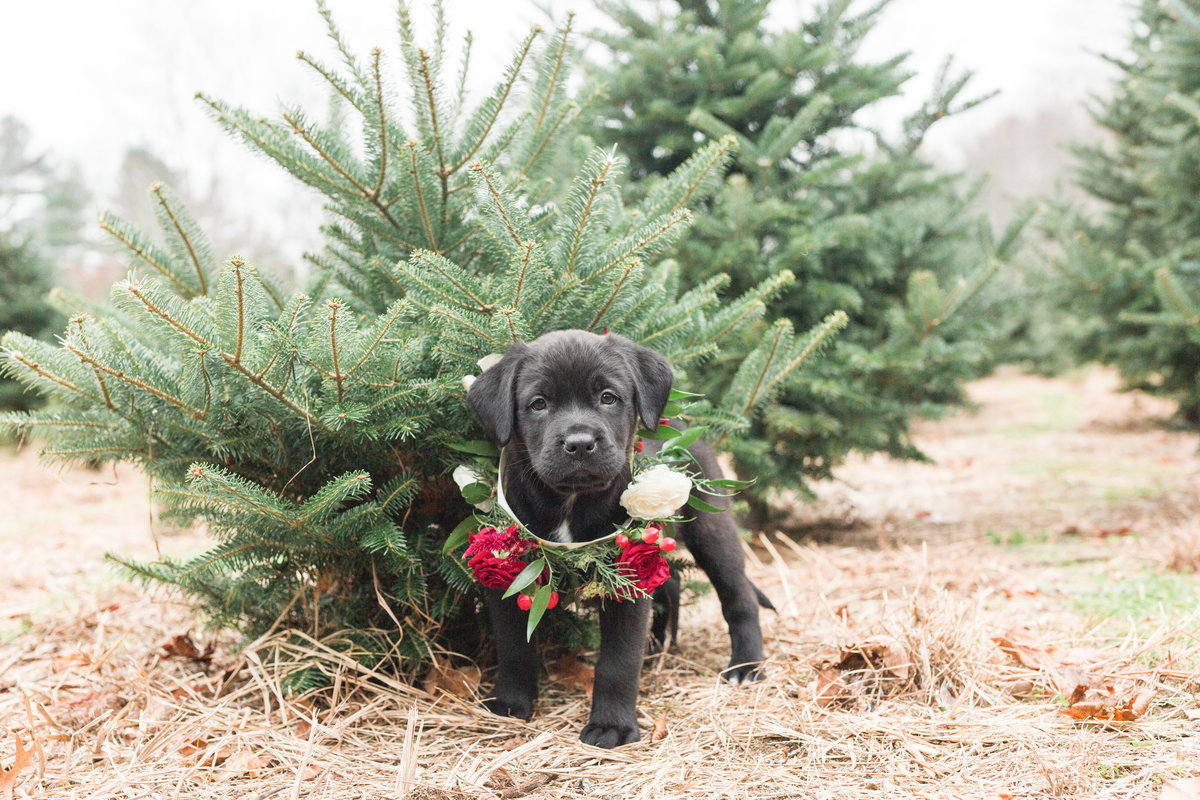 Black Lab wearing a flower collar standing in a Christmas Tree Farm
