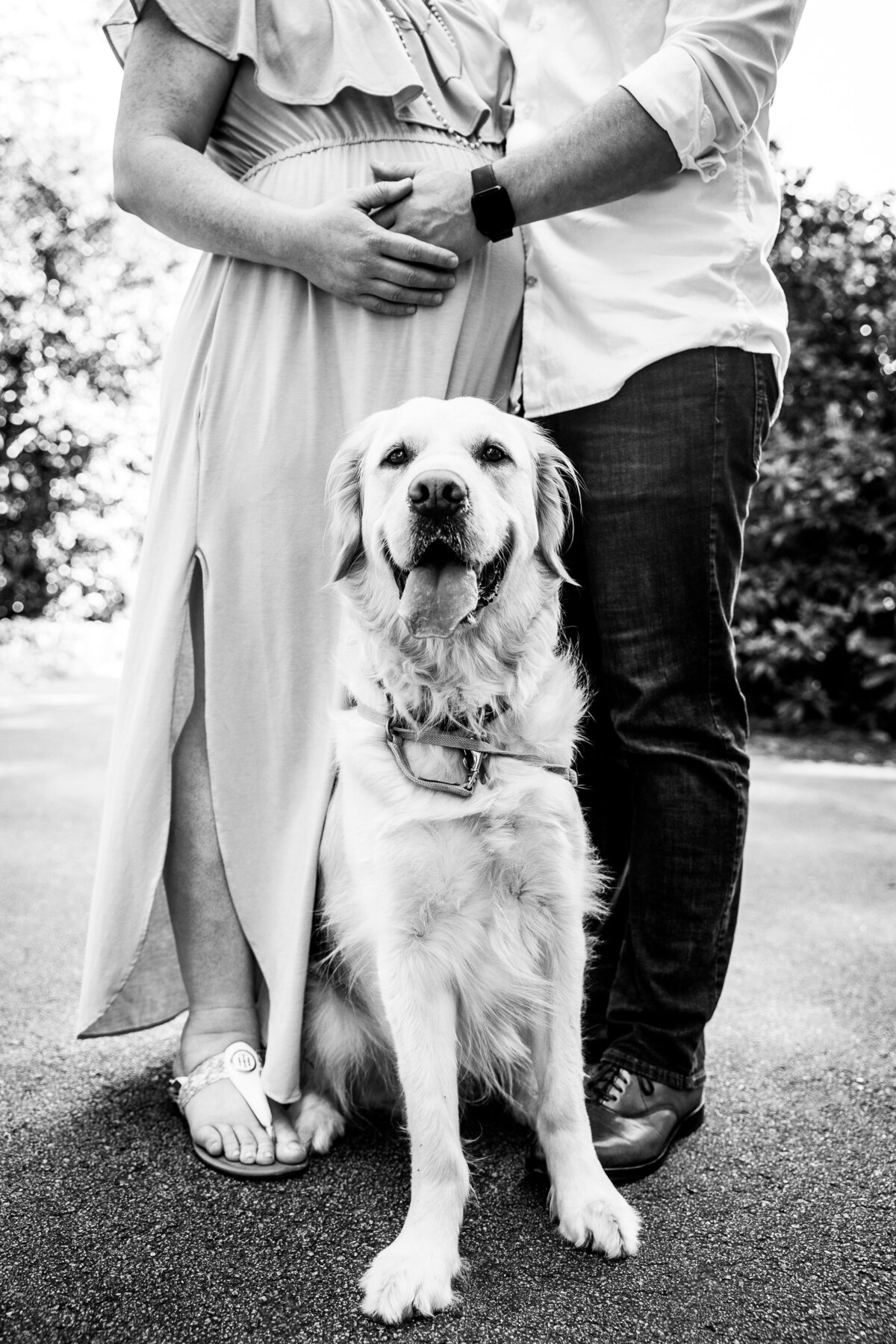 black and white of husband and wife maternity session with Golden Retriever