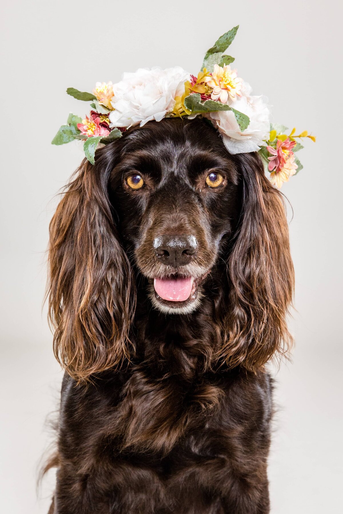 Alabama Dog Photographer - The Beloved Pup Photo Studio Website Gallery Portfolio 7