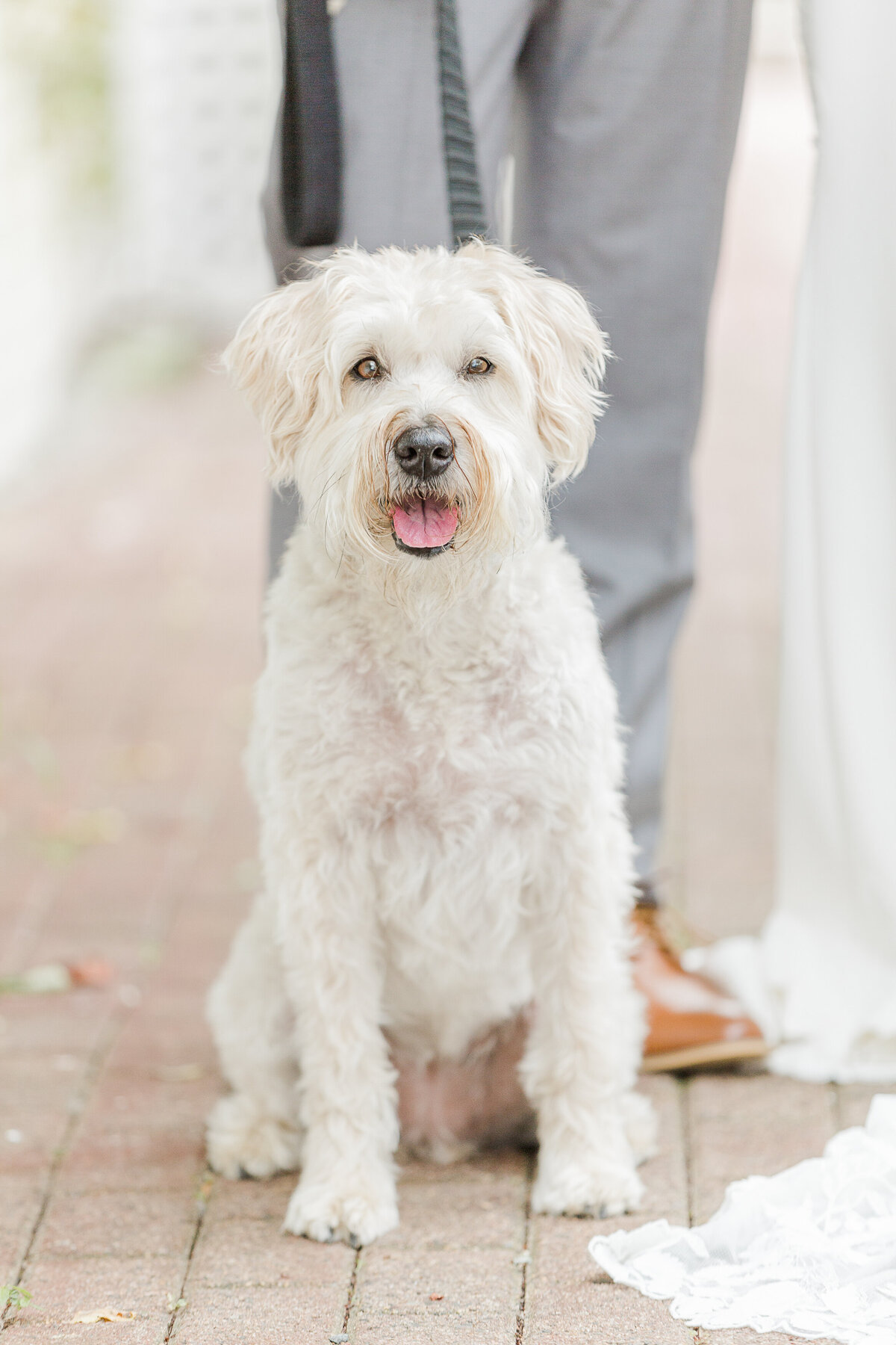 Photo of bride and groom's white pup.