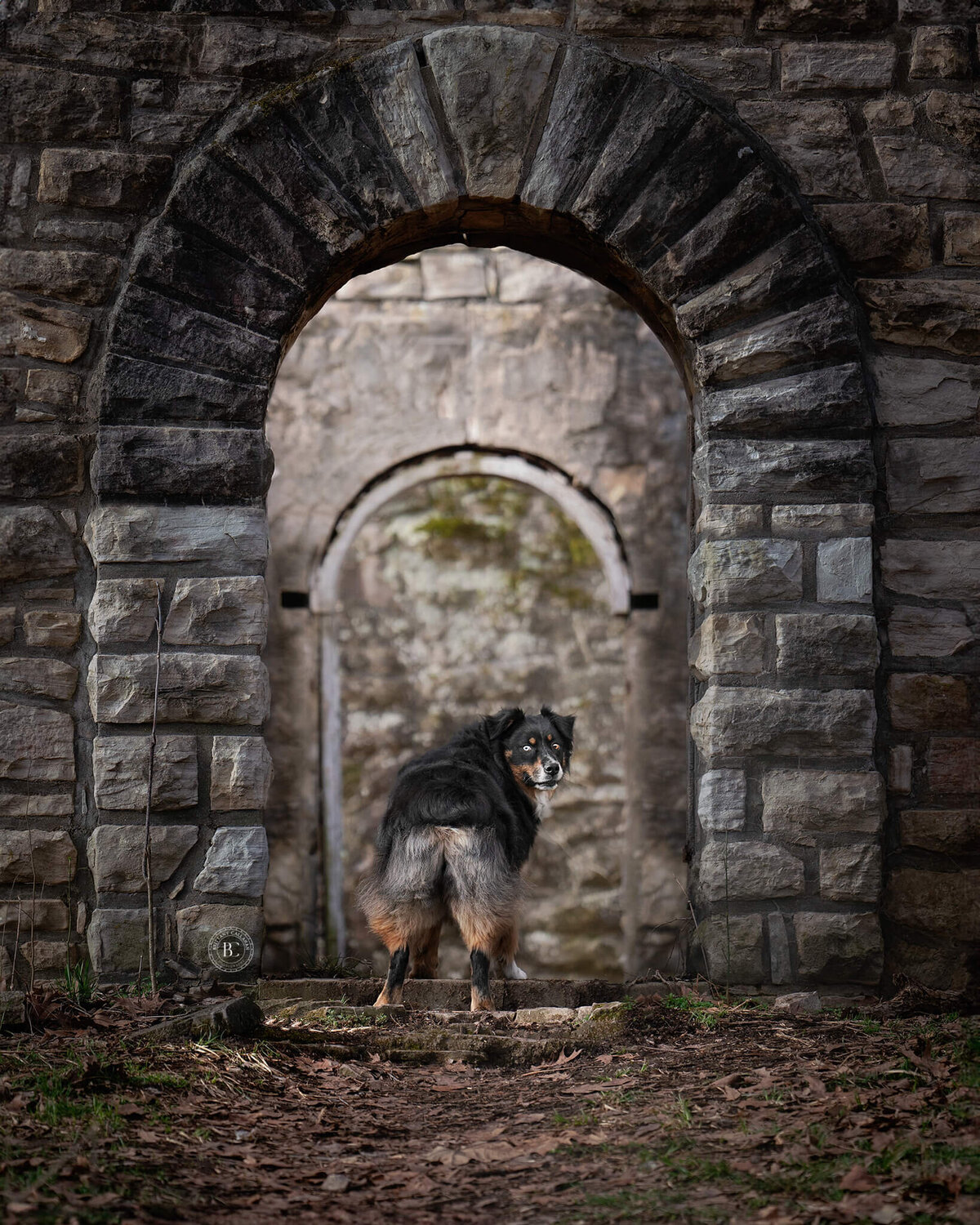 Australian Shepherd dog  looking behind in a stone archway. 