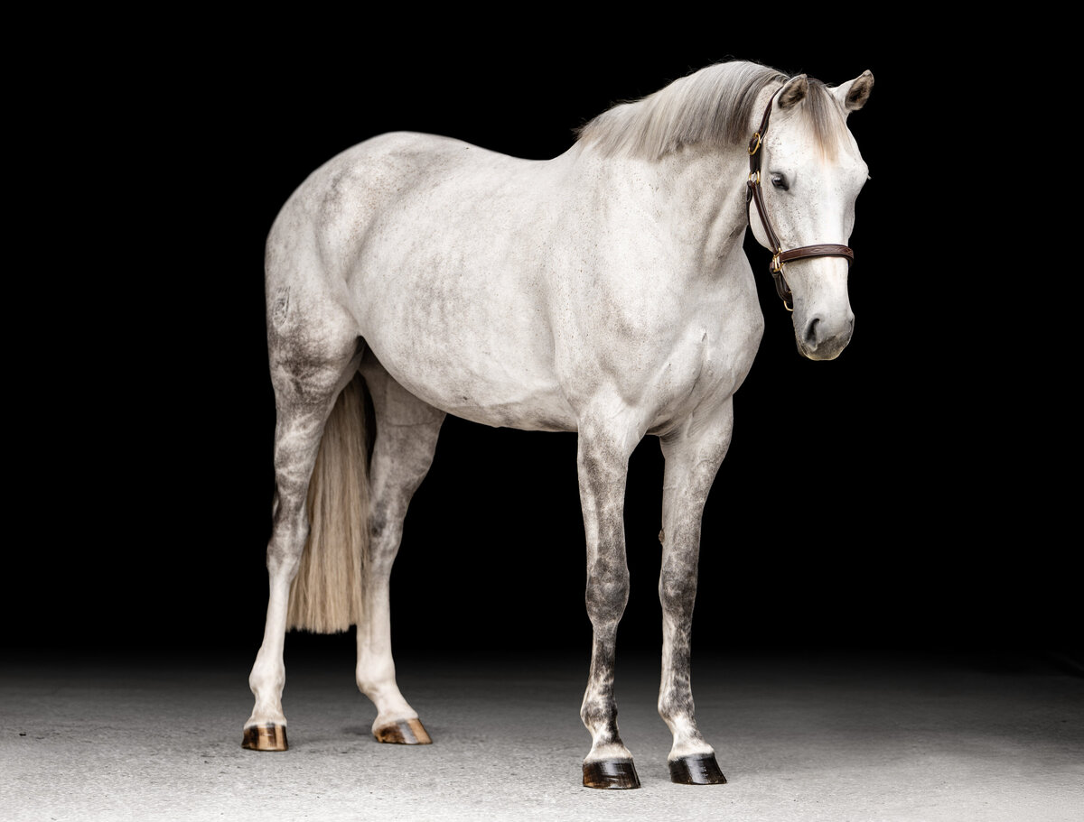 Warmblood mare photo with black background and fine art editing in Ocala.
