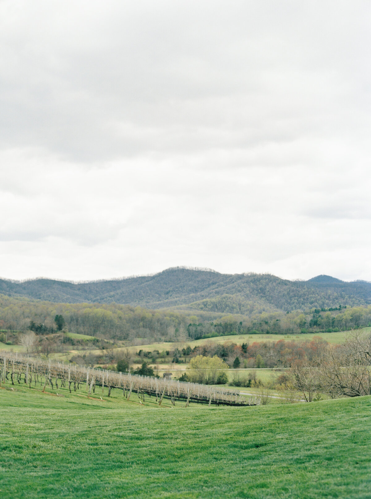 Pippin hill farms wedding-hannah-forsberg-charlottesville-film-wedding-photogrpaher-1
