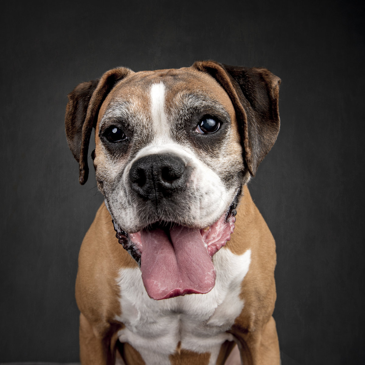 Goofy Boxer dog head and shoulders with tongue out