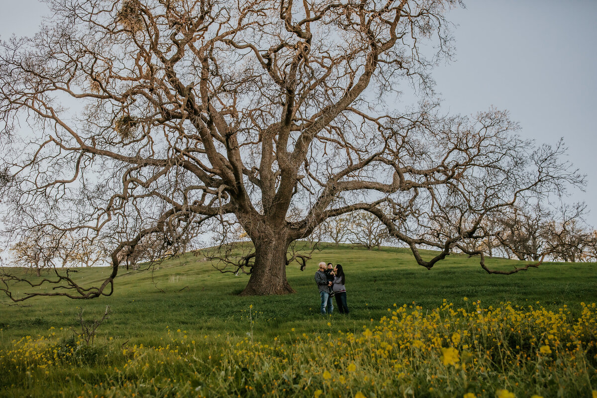 Environmental portrait of bay area family with yellow wildflowers and giant oak tree at Old Borges Ranch in Walnut Creek California