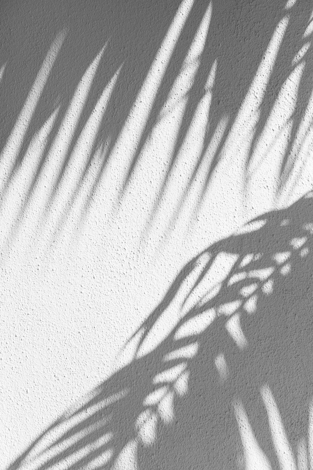 Palm frond shadow on wall at a luxury wedding venue