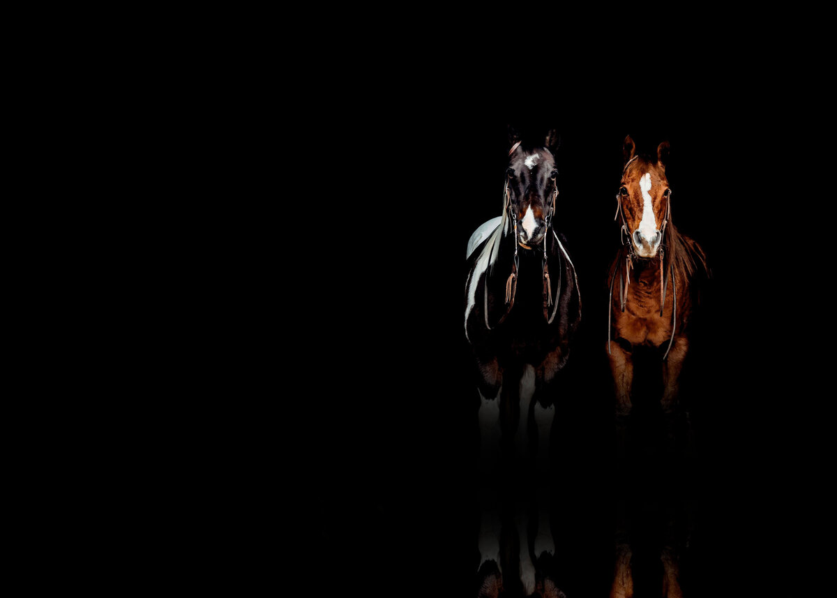 Horse with Black Background