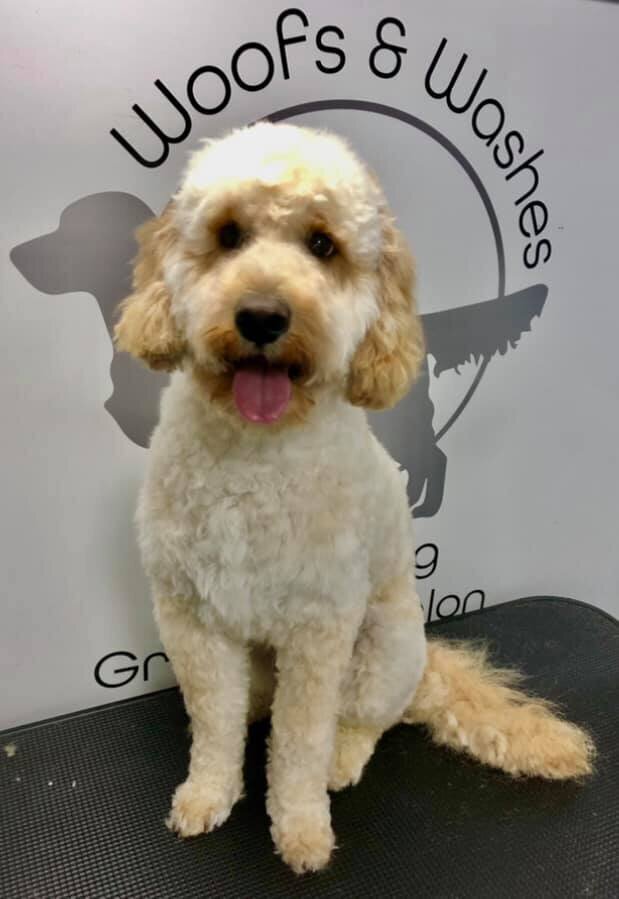 Selby, Pontefract and Goole Dog Grooming (3)