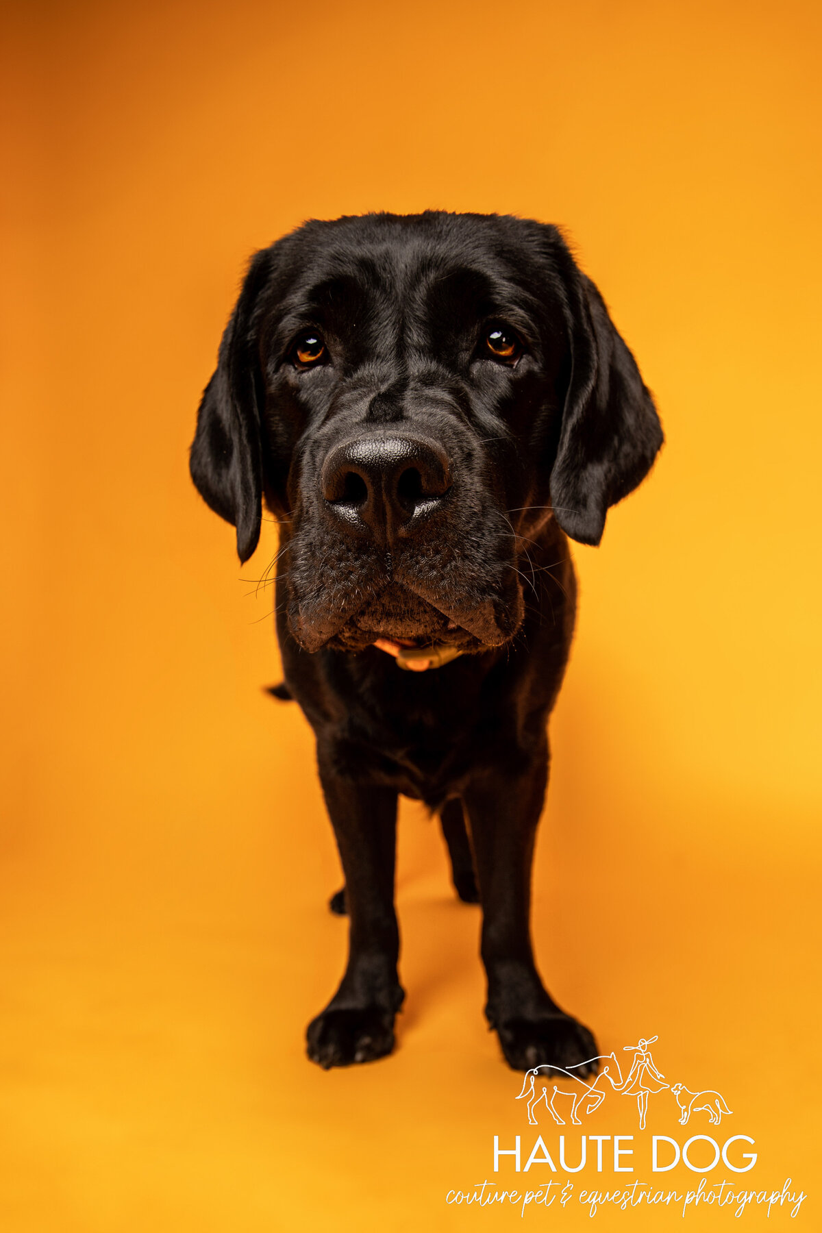 Portrait of a black Labrador standing on a yellow background with a serious expression.