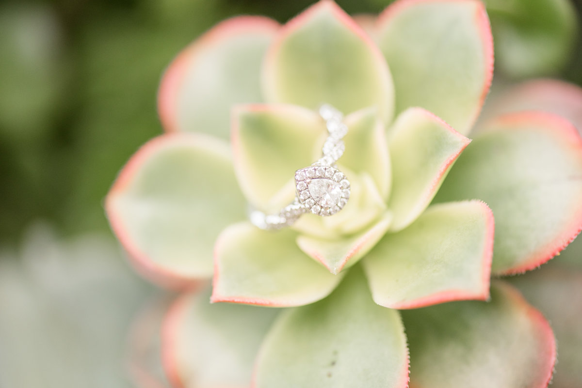 Beautiful diamond engagement ring sitting on leave of green and red succulent.