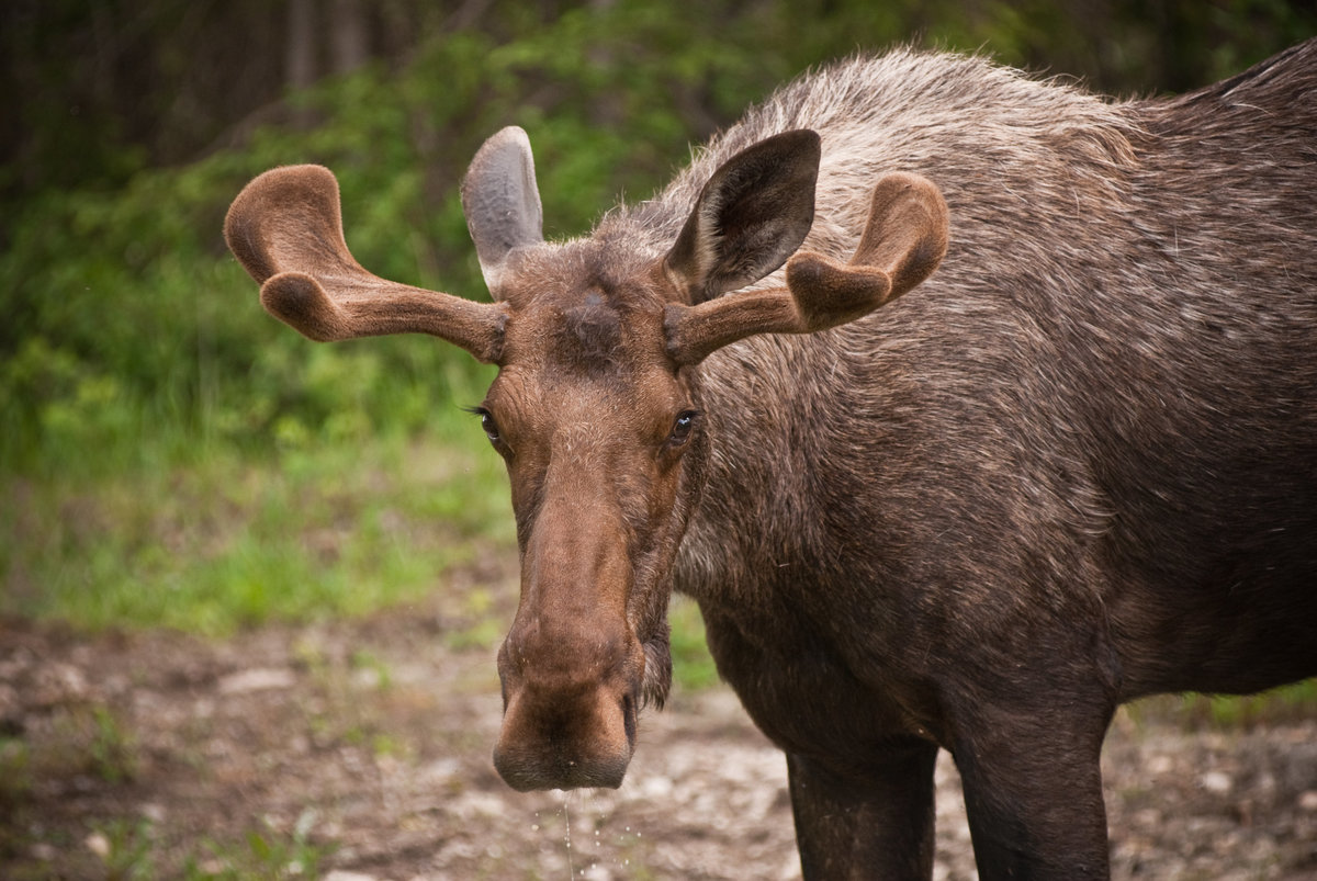 Moose 1- Canada _DSC0108-1