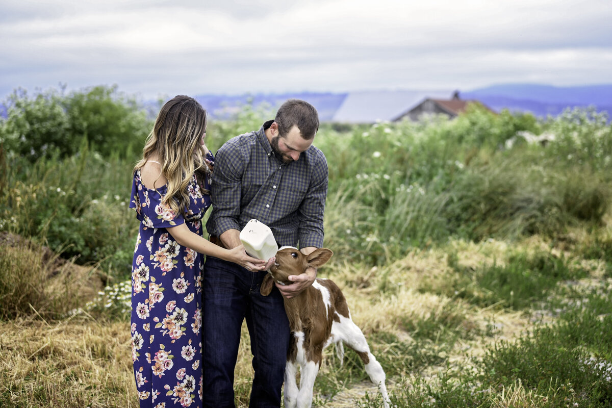 Redway-California-engagement-photographer-Parky's-Pics-Photography-Humboldt-County-Ferndale-Dairy-Farm-Cows-Engagement-15.jpg