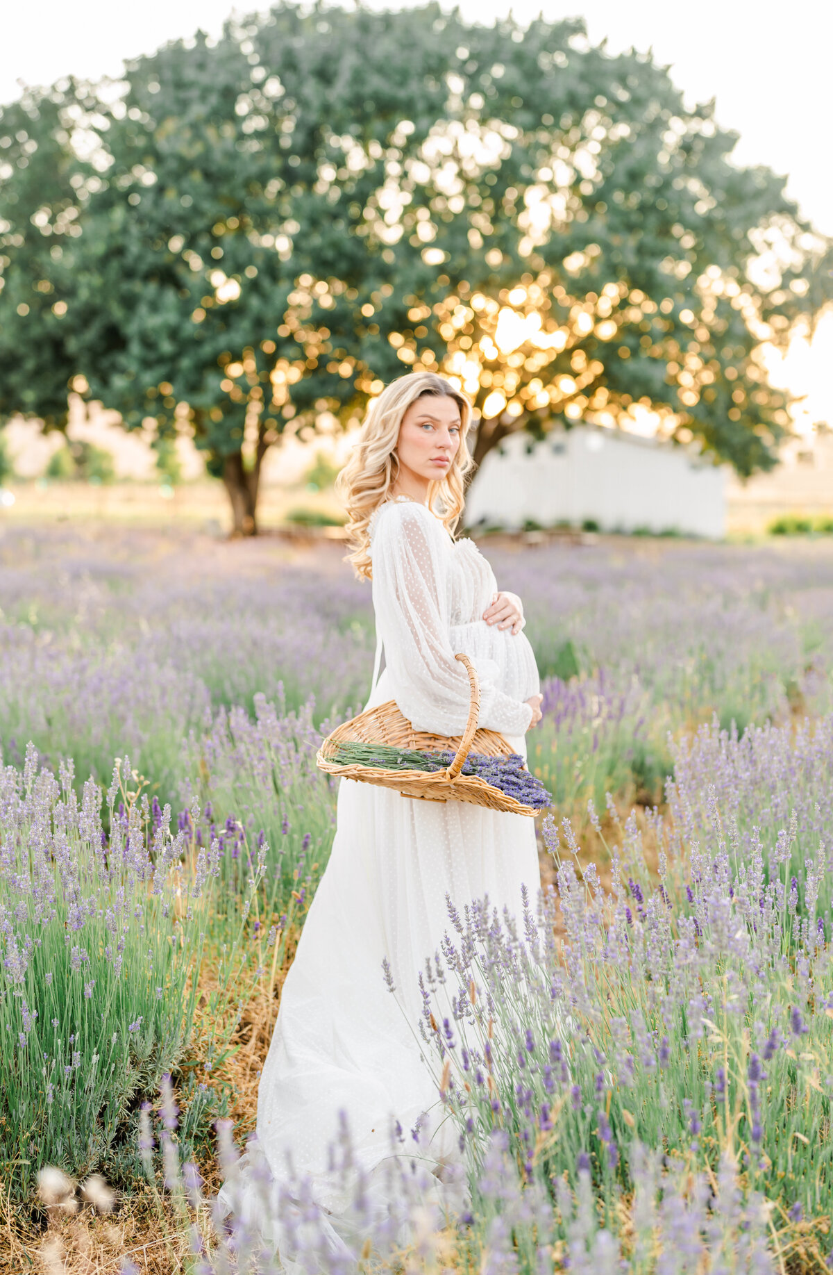 An expecting mother dressed in a long white gown stands in a field of lavender flowers carrying a basket of lavender flowers and holding her beautiful bump photographed by Bay area photographer, Light Livin Photography.