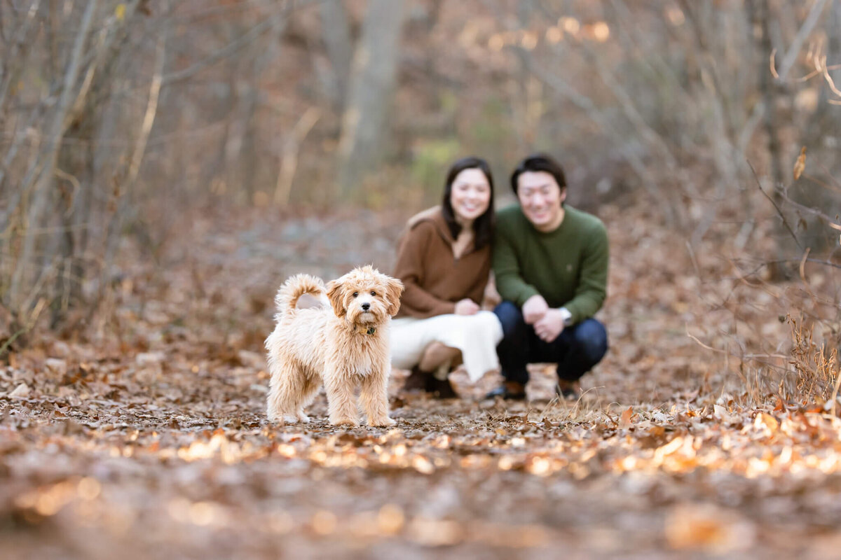 Boston family and thier puppy on a woodland trail