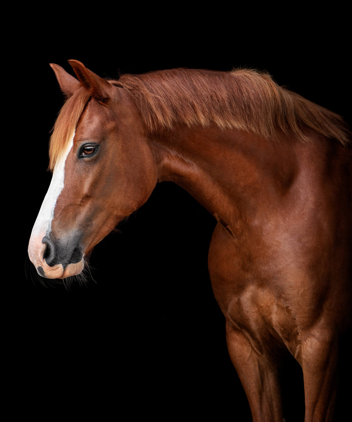 Chestnut Pony mare with blaze captured on a black background style portrait. 