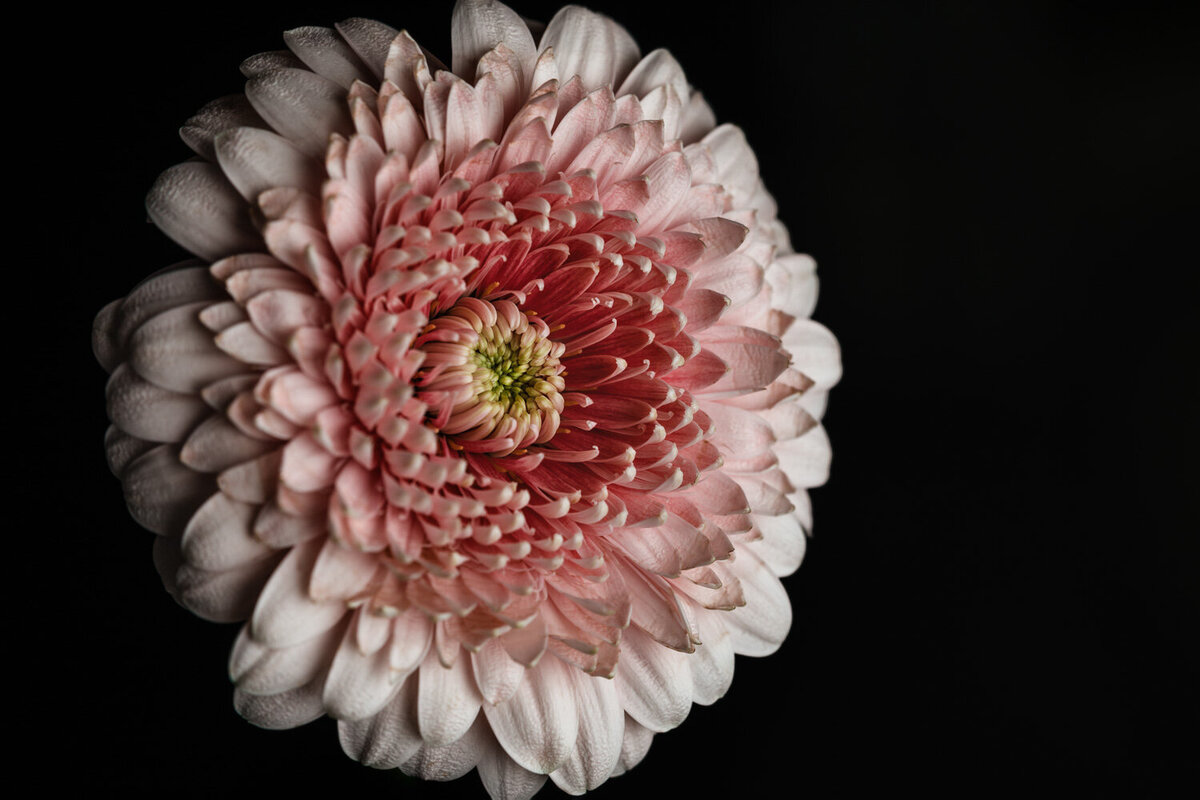 Gerbra daisy pink macro in studio