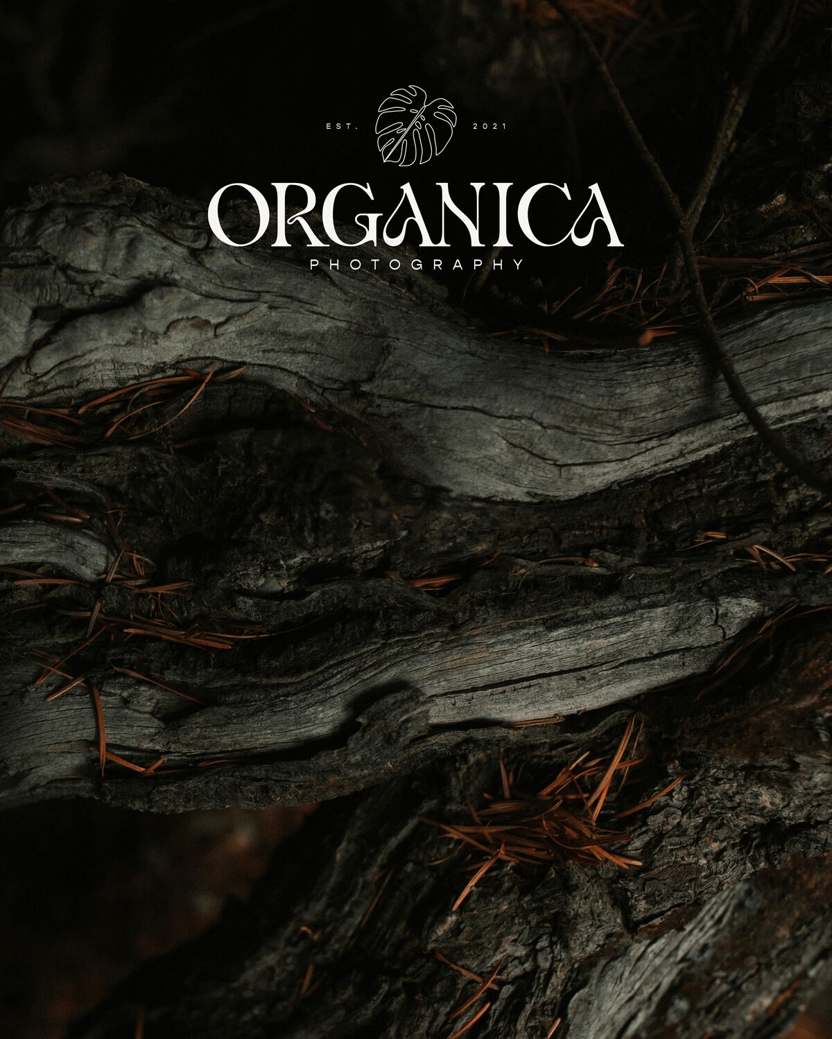Bark-Photography-Organica