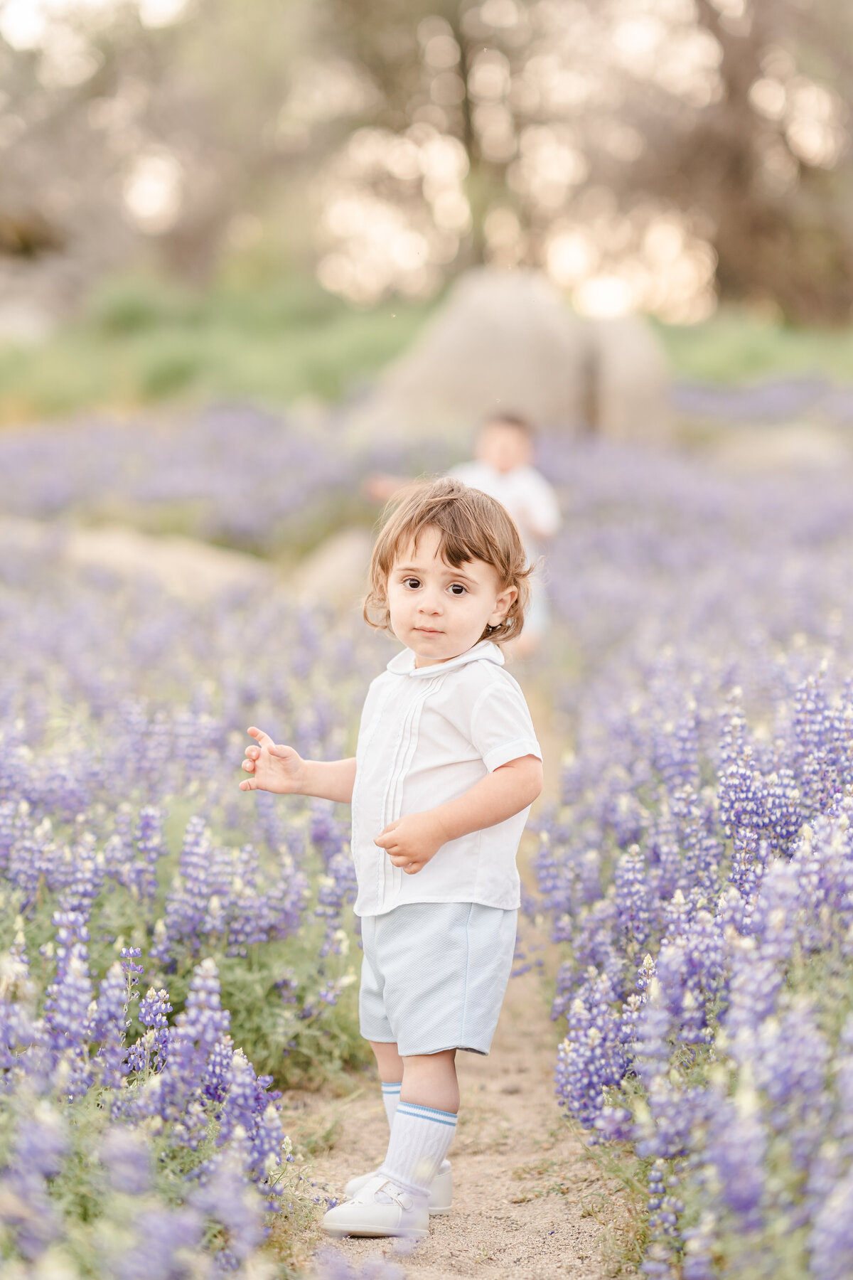 A toddler boy dressed in shades of grey and white stands in a field of purple lupines photographed by bay area photographer, Light Livin Photography.