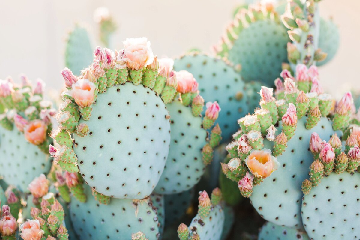 Cactus Photos - For Joanna-0034