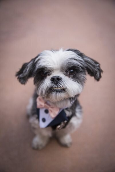 A small dog in a tuxedo and pink bow tie looks up at the camera with a grumpy expression.