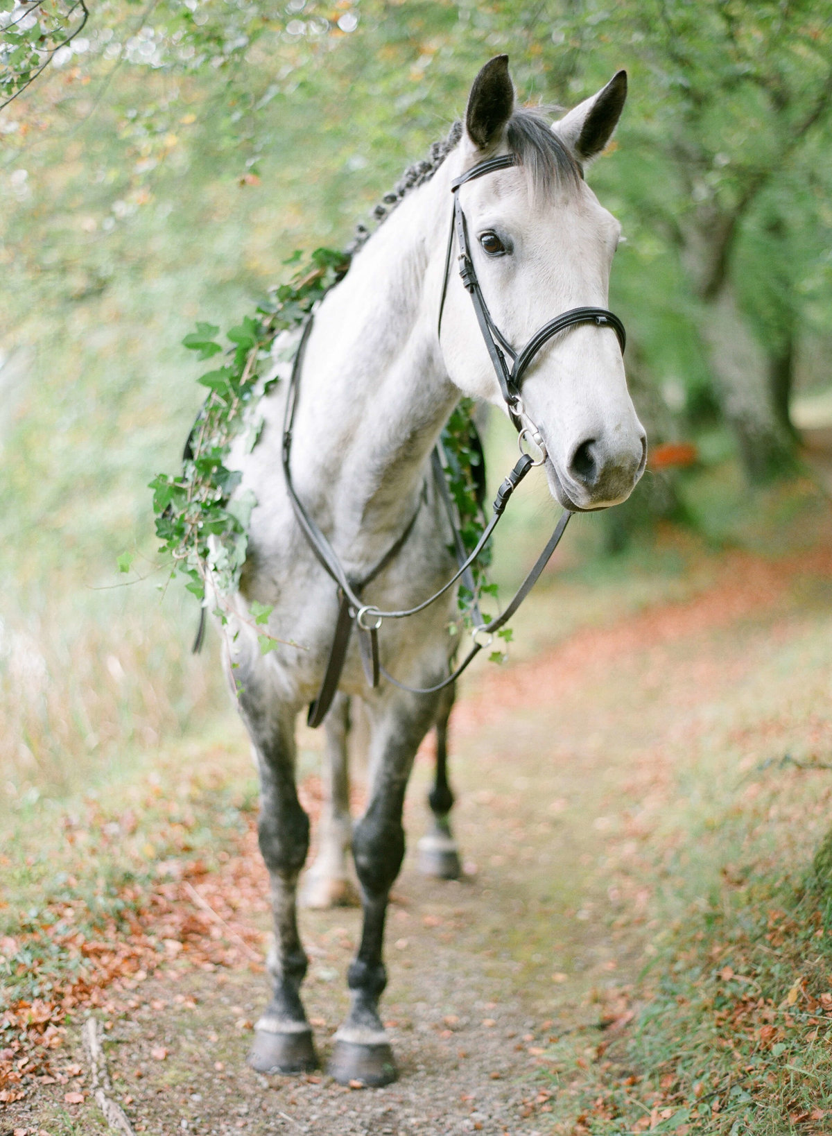 85-KTMerry-destination-weddings-horse-garland-Ireland