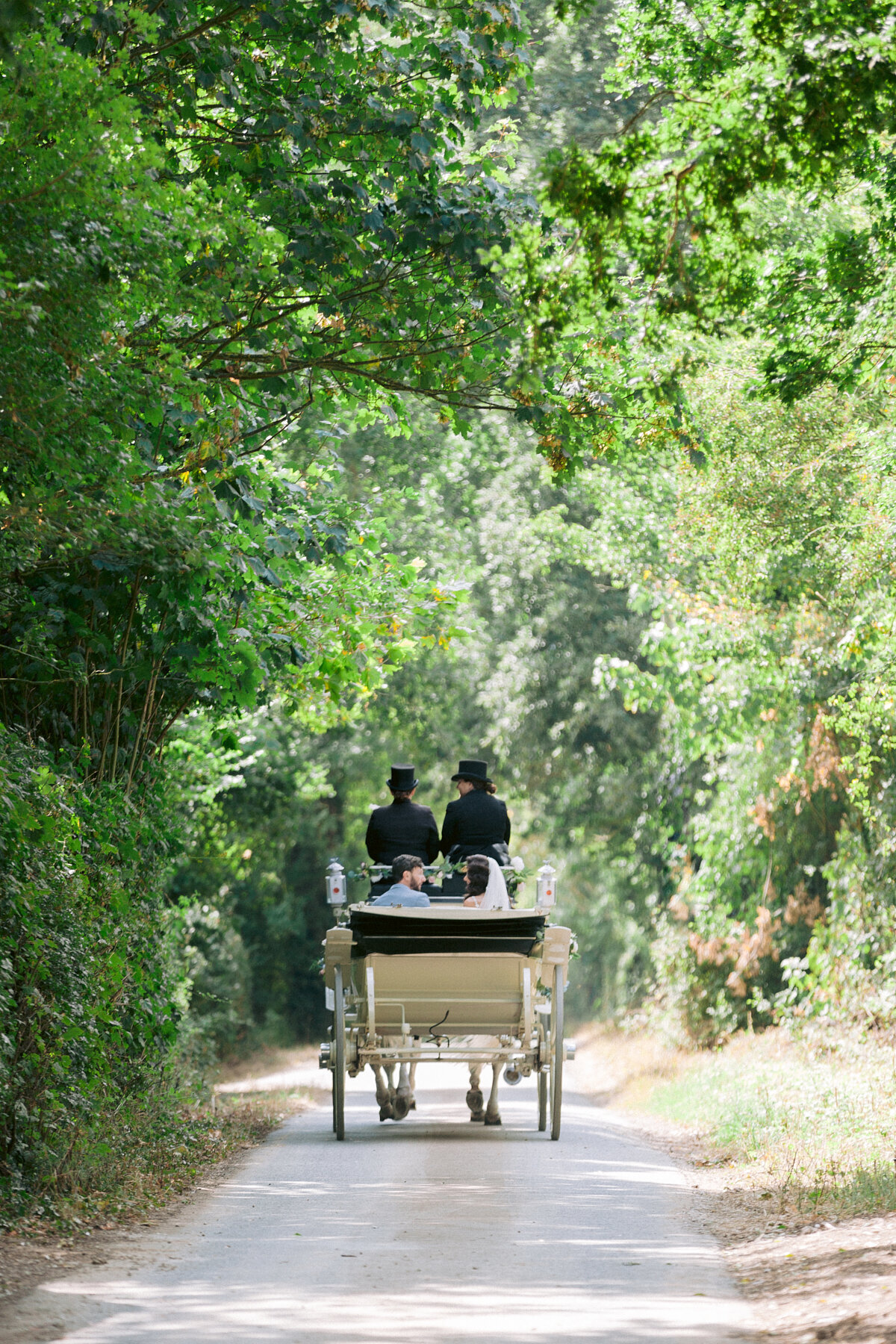bride and groom looking at each other while sitting in the horse drawn carriage in between tree alley