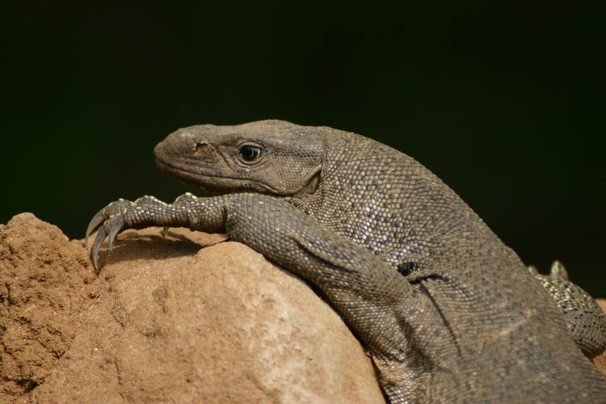 Monitor Lizard - Sri Lanka IMG_9901