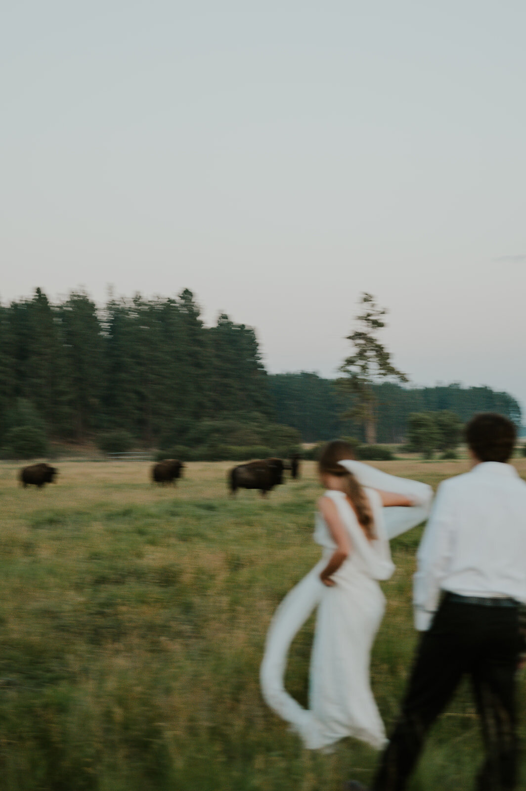presley-gray-montana-bison-pasture-elopement-0249